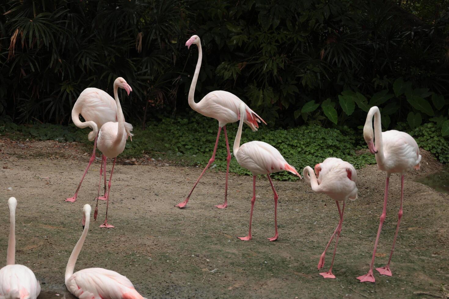 Bird flamingo live in nature photo