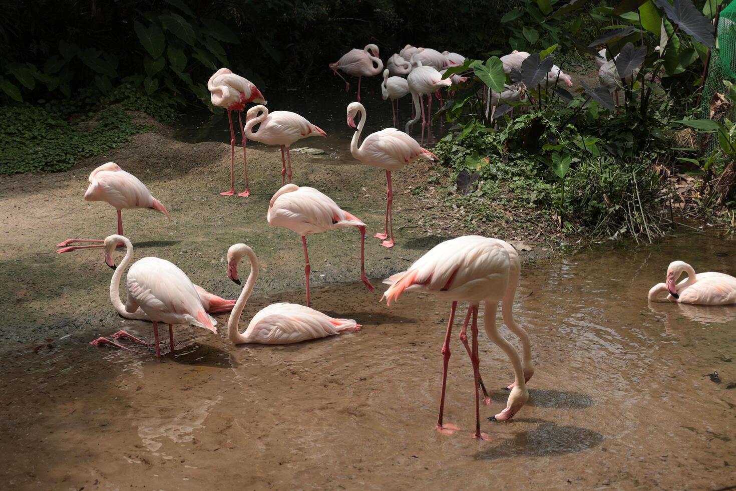 Flamingos live in a lake photo