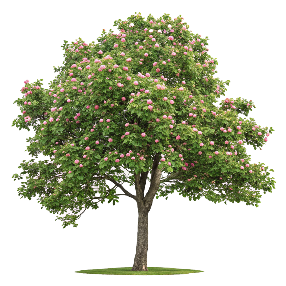 Tulip tree on transparent background isolated png