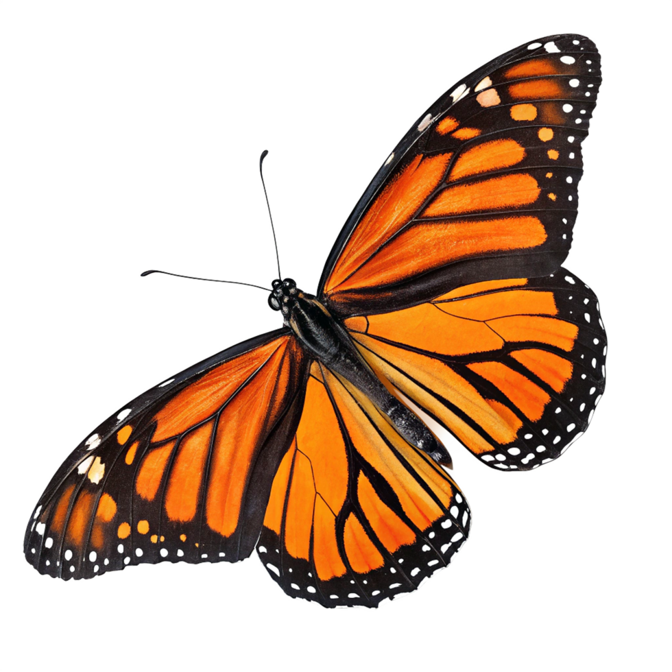 Magnificent orange and black butterfly png