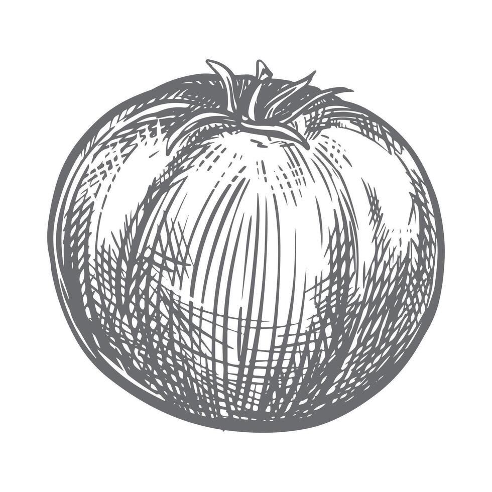 sketch of ripe tomato of famous Spanish variety Verde. Ingredient of Mediterranean cuisine and ketchup in engraving style. Linear ink drawing of tomato. vector