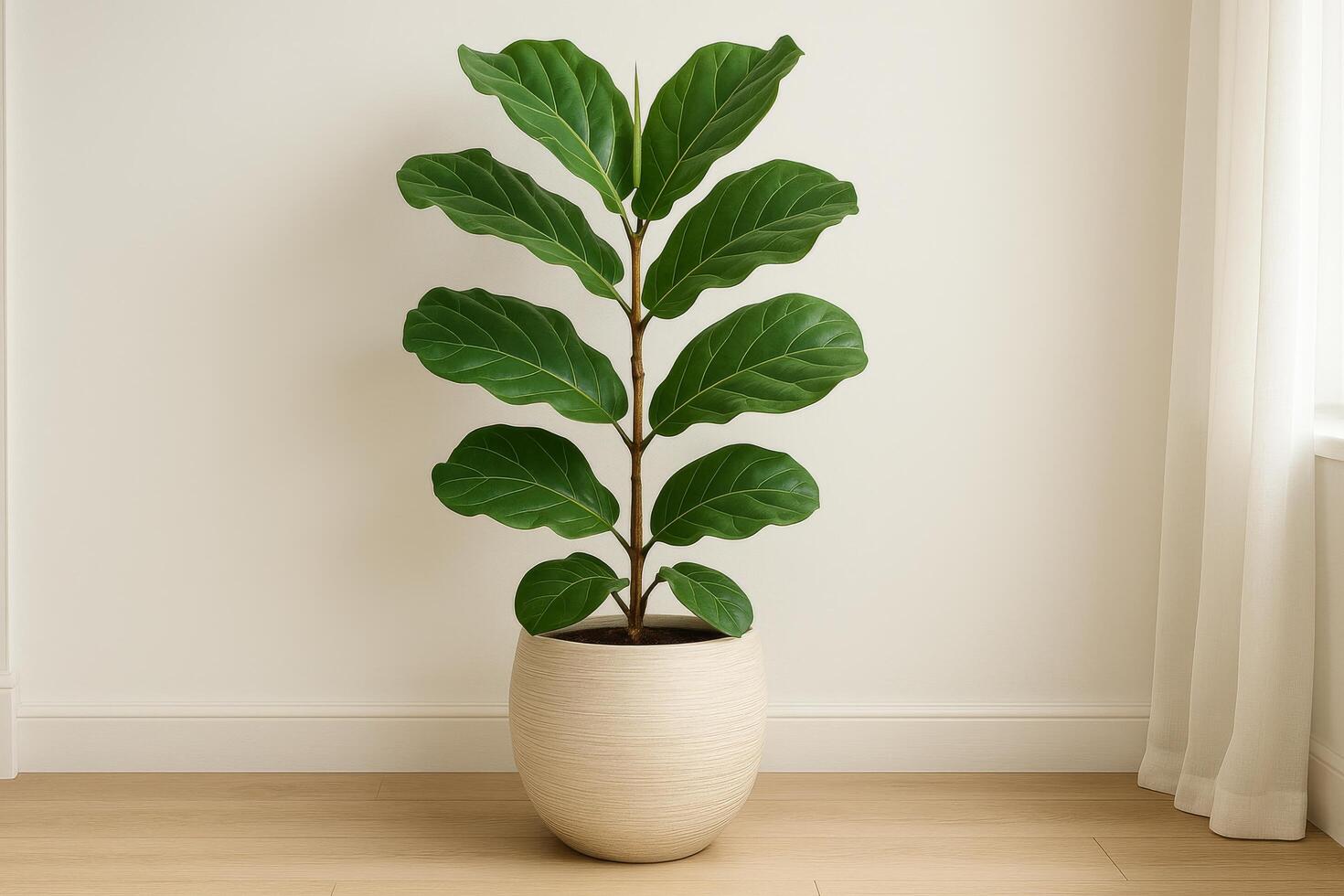 Fiddle Leaf Fig Tree in a Modern Pot by a Window in a Bright, Minimalist Room photo