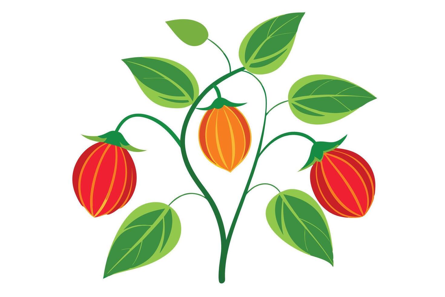 llustration of a Physalis Plant with Ripe Fruit vector