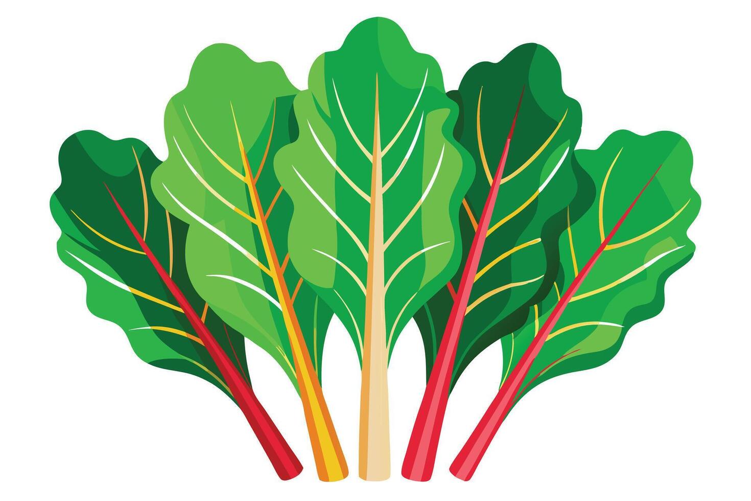 Vibrant Swiss Chard Bunch, Ready to Cook vector