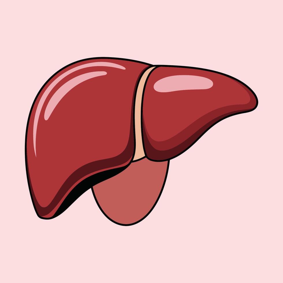 Human Liver Illustration for Medical and Educational vector