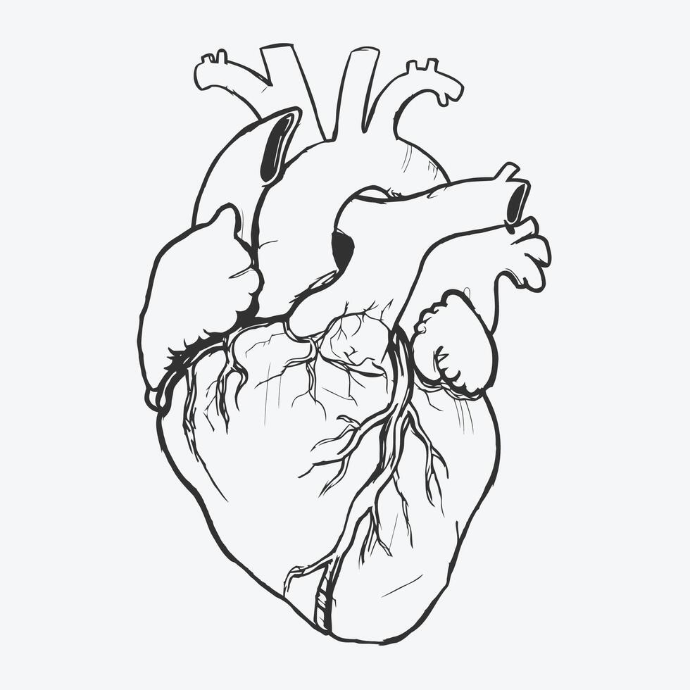 Black and white human heart drawing medical vector