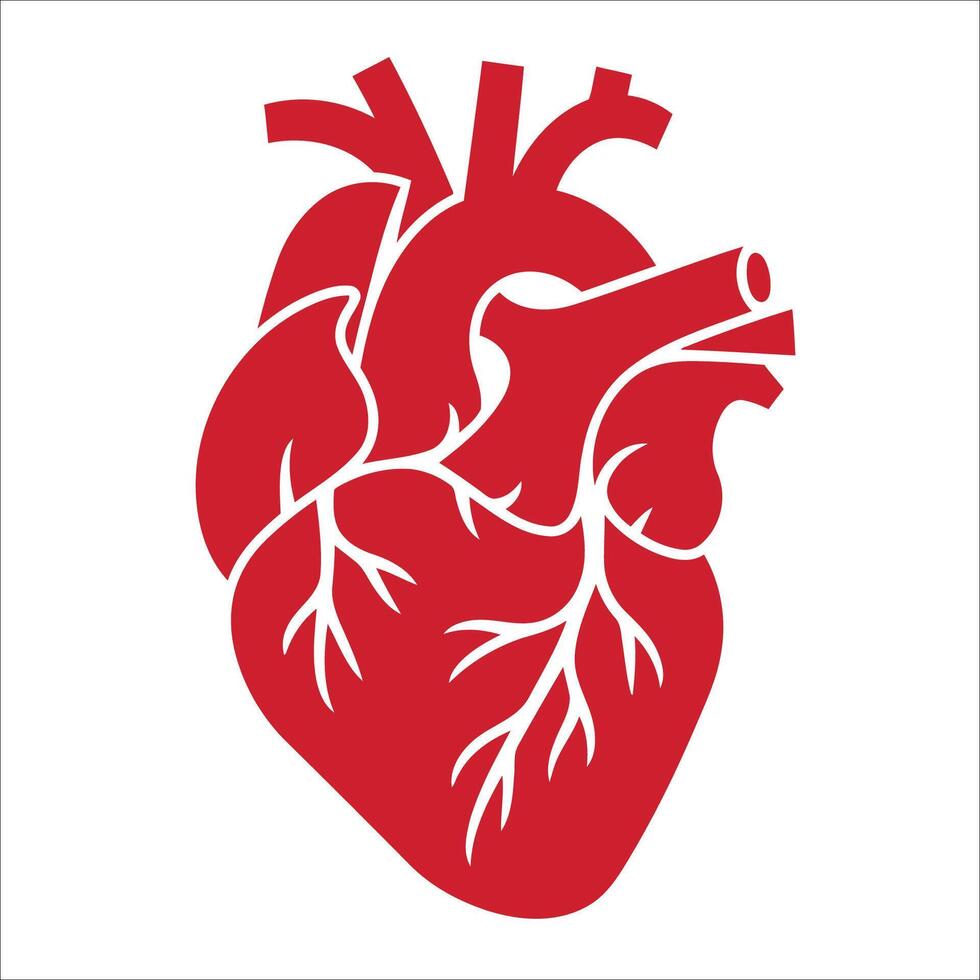 Human heart silhouette simple and modern design vector
