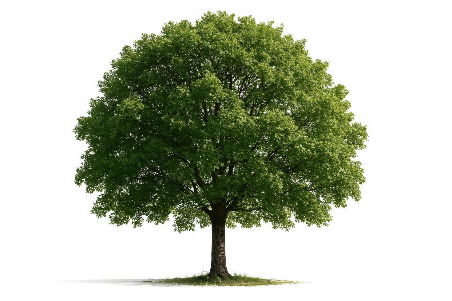 Lush Green Tree Standing Tall in a Bright Setting With Abundant Foliage and Sturdy Trunk photo