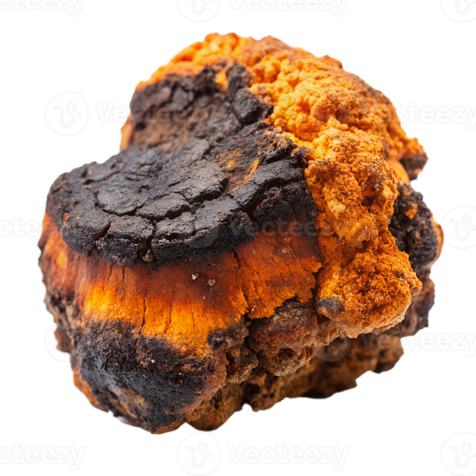 Closeup View of a Unique Orange and Black Fungus Specimen with Irregular Texture and Shape isolated on white or transparent background png