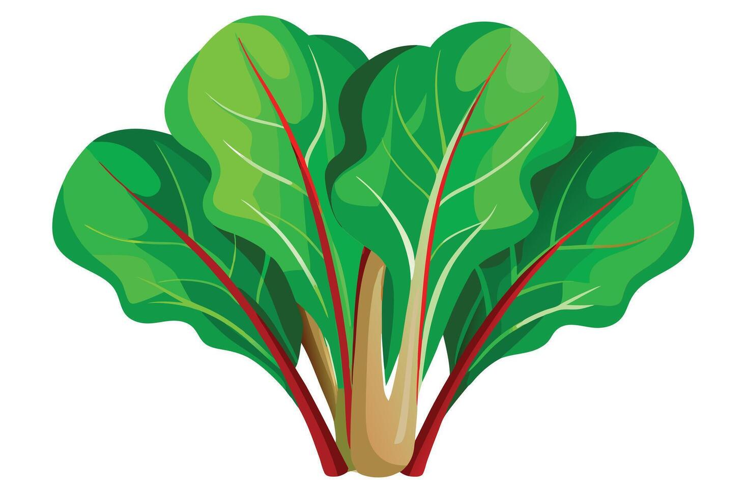 A vibrant Swiss Chard Bunch, Ready to Cook vector