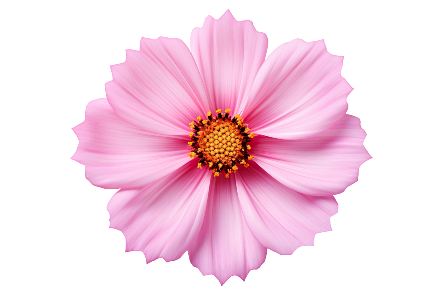 Beautiful pink cosmos cosmea flower on transparent background png