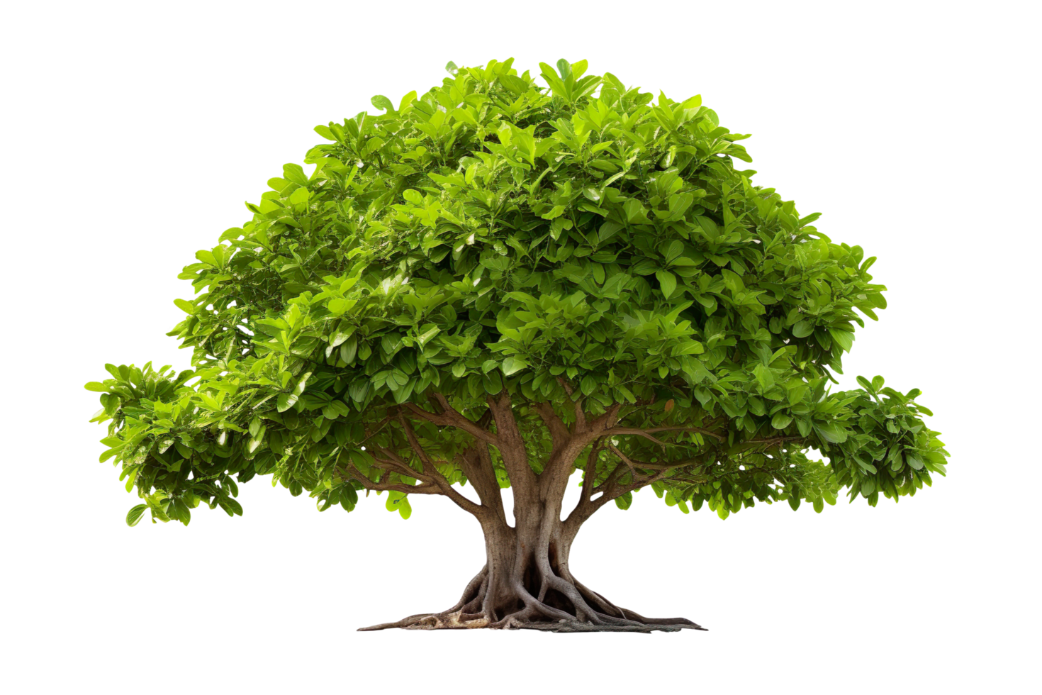 Banyan or bodhi tree, big ficus religiosa isolated on transparent background png