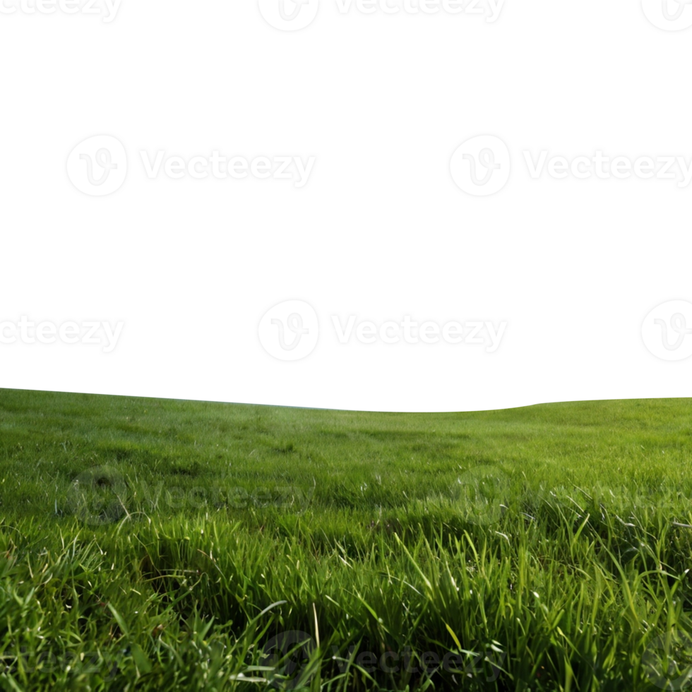 Summer grass field nature png