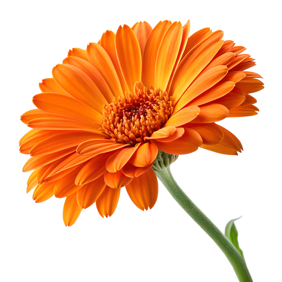 Bright Orange Gerbera Daisy Flower png