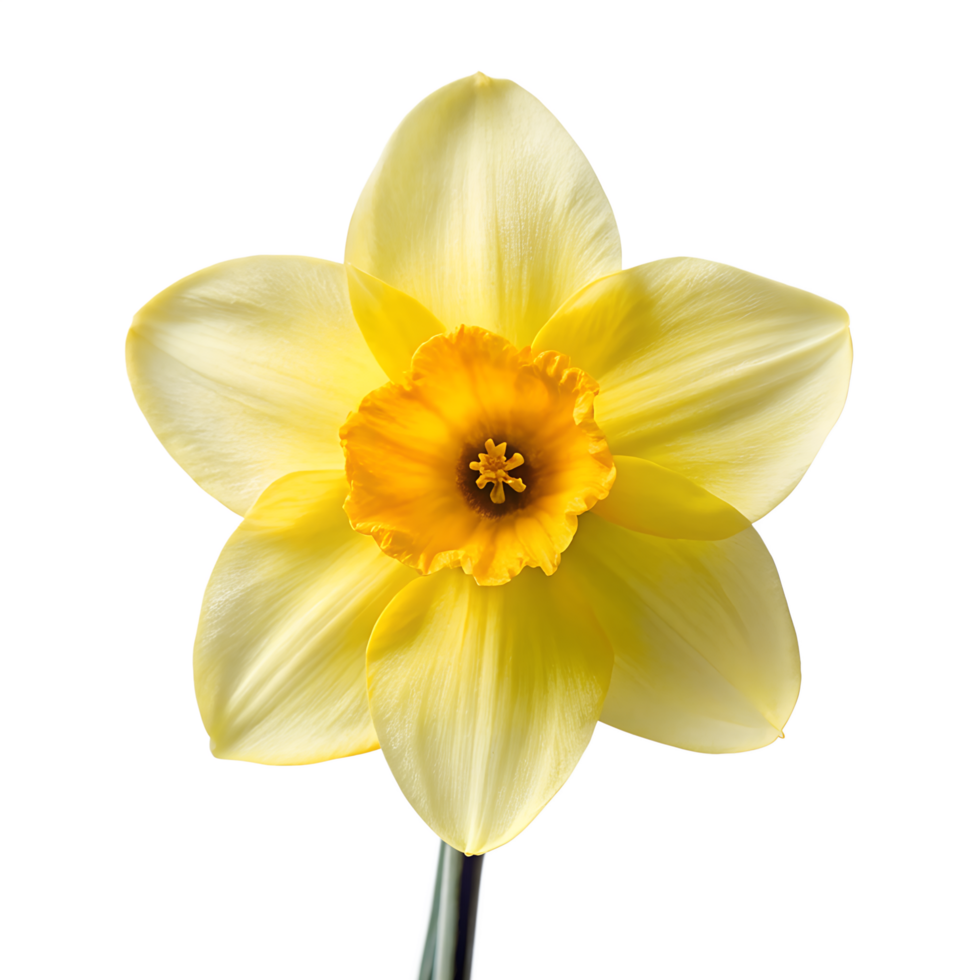 Single Yellow Daffodil Bloom - Isolated High-Resolution Flower Image png