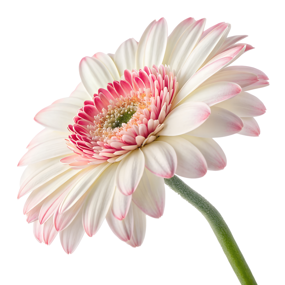 High-Resolution Gerbera Flower - Pink White Botanical Macro png