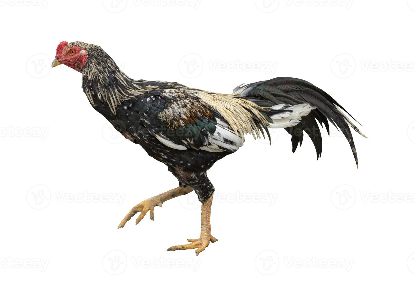 Chicken standing isolated on white with clipping path photo