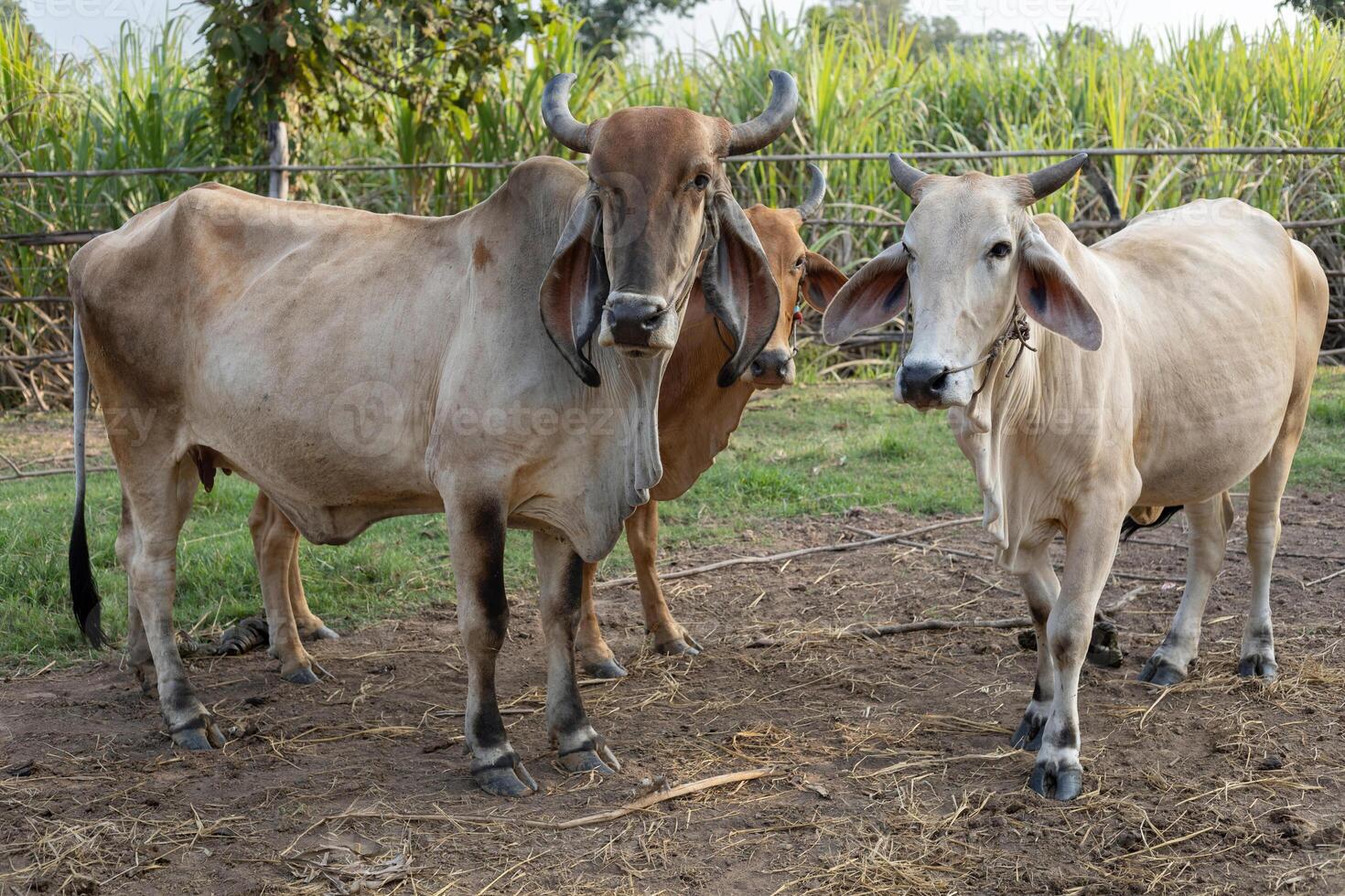 cows in a farm at cowshed in the countryside photo