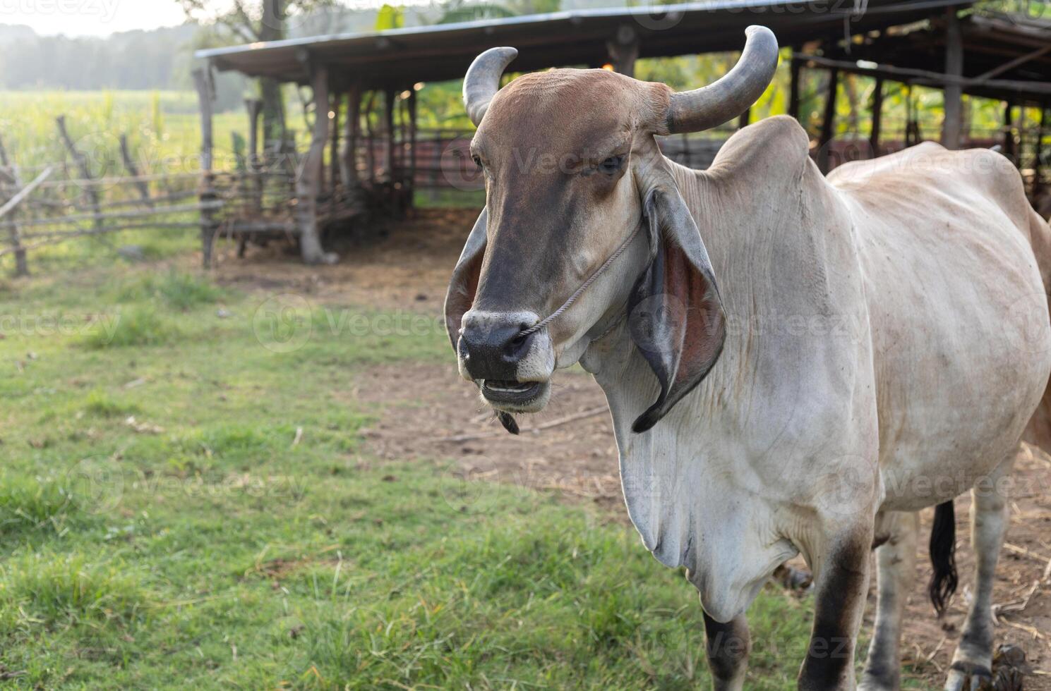 Cows in a farm at cowshed in the countryside on agriculture livestock farm photo