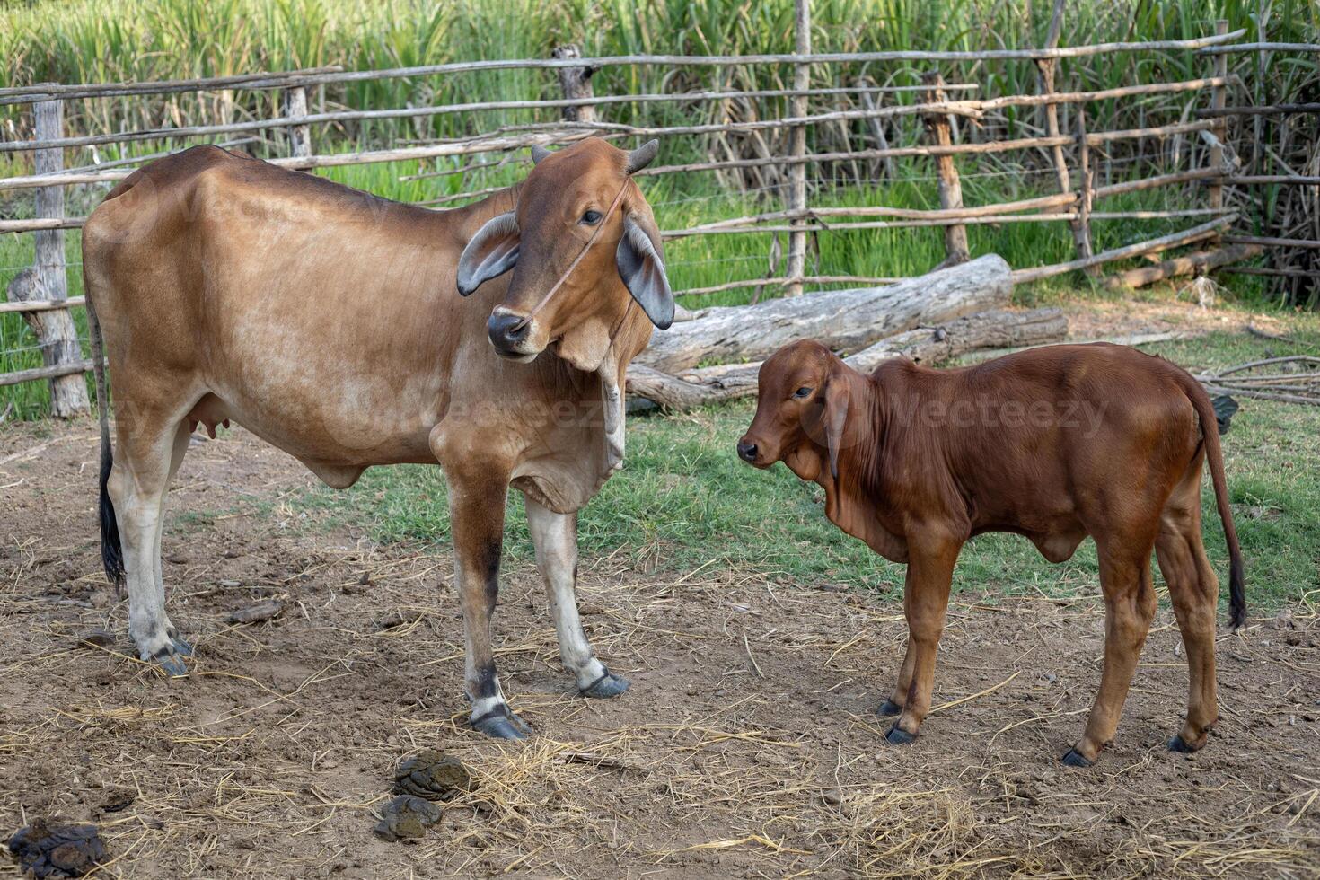 two cows in a farm at cowshed in the countryside on agriculture livestock farm photo