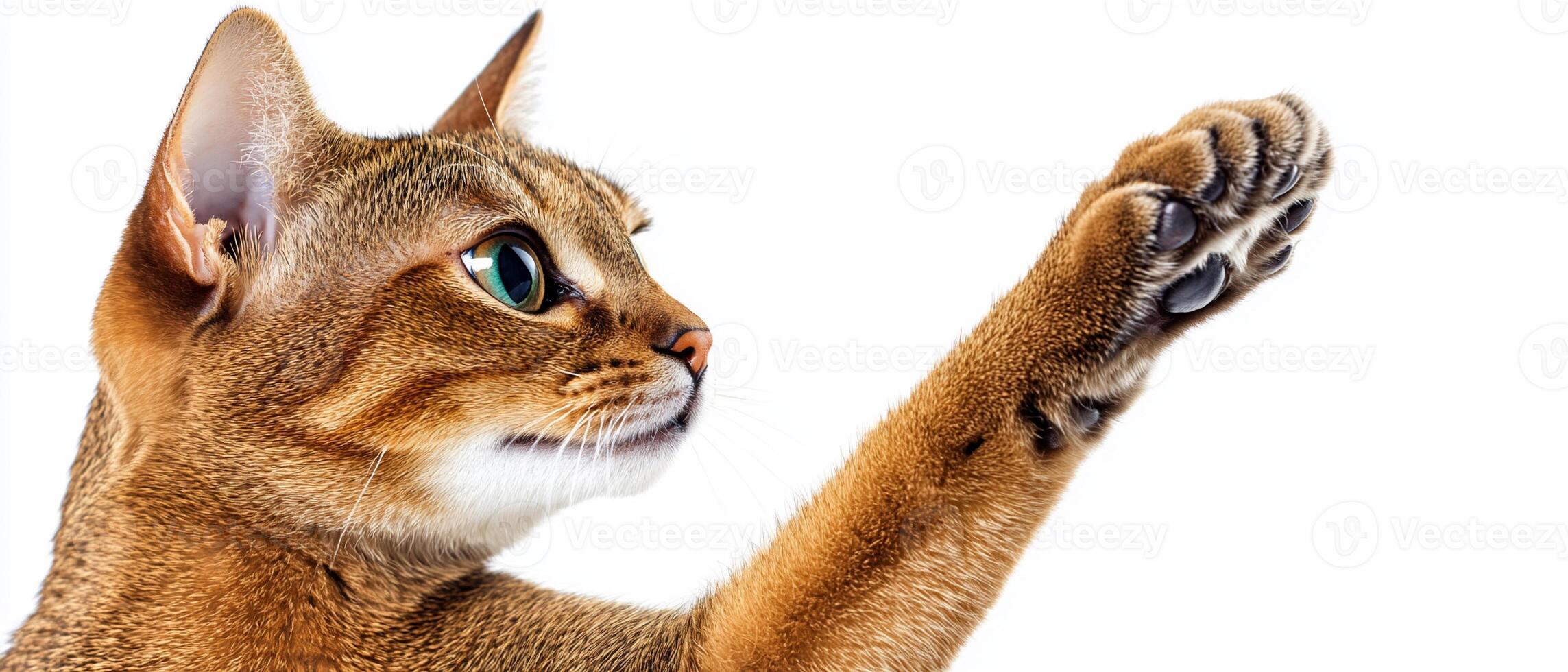 Abyssinian cat reaching, paw raised, white background photo