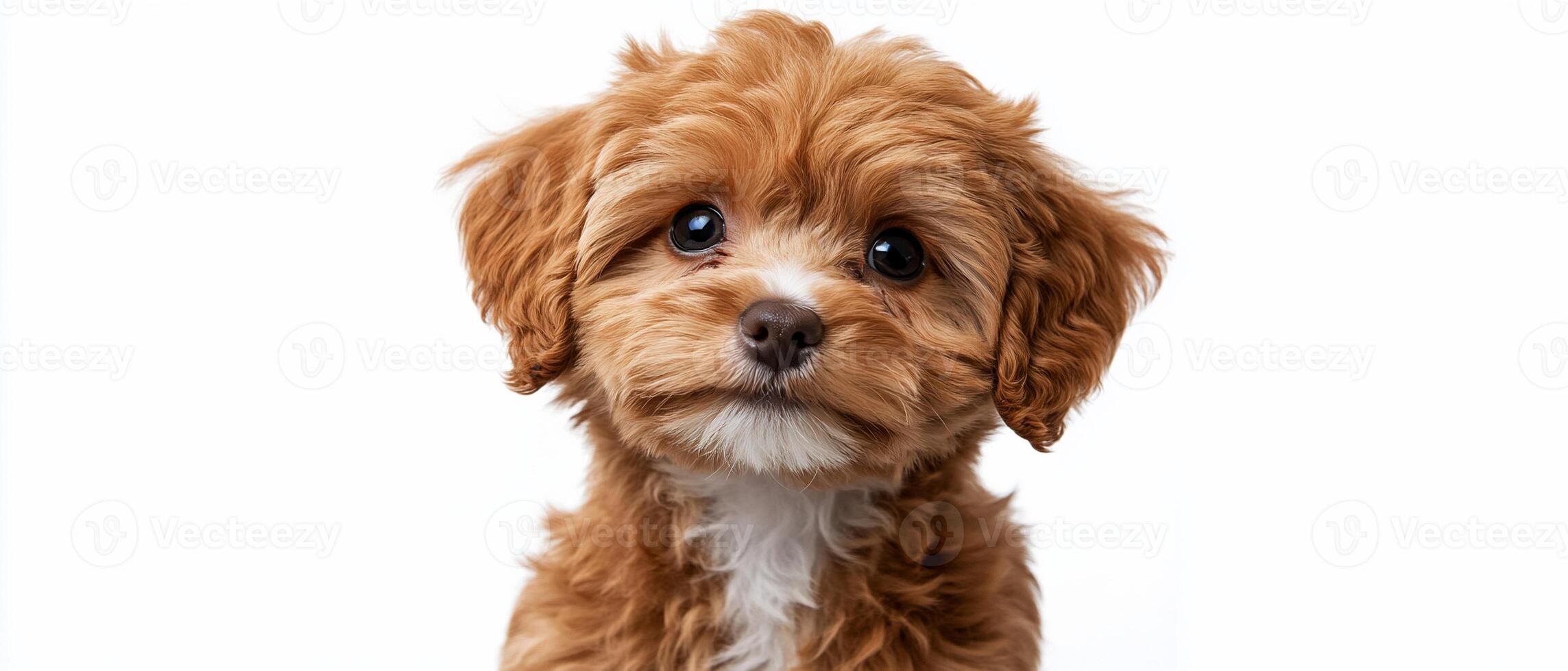 Adorable Fluffy Puppy Posing Against White Background photo
