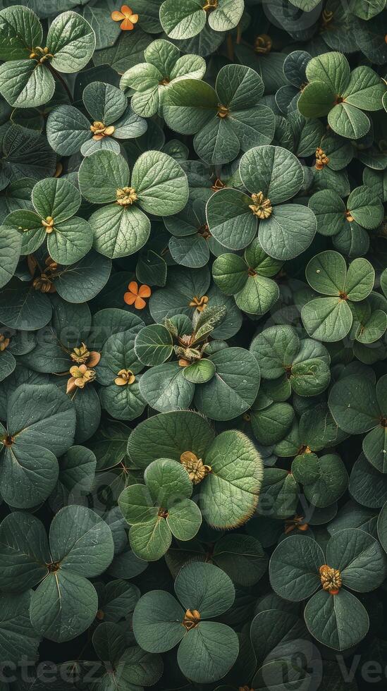 A close up of green leaves with flowers photo