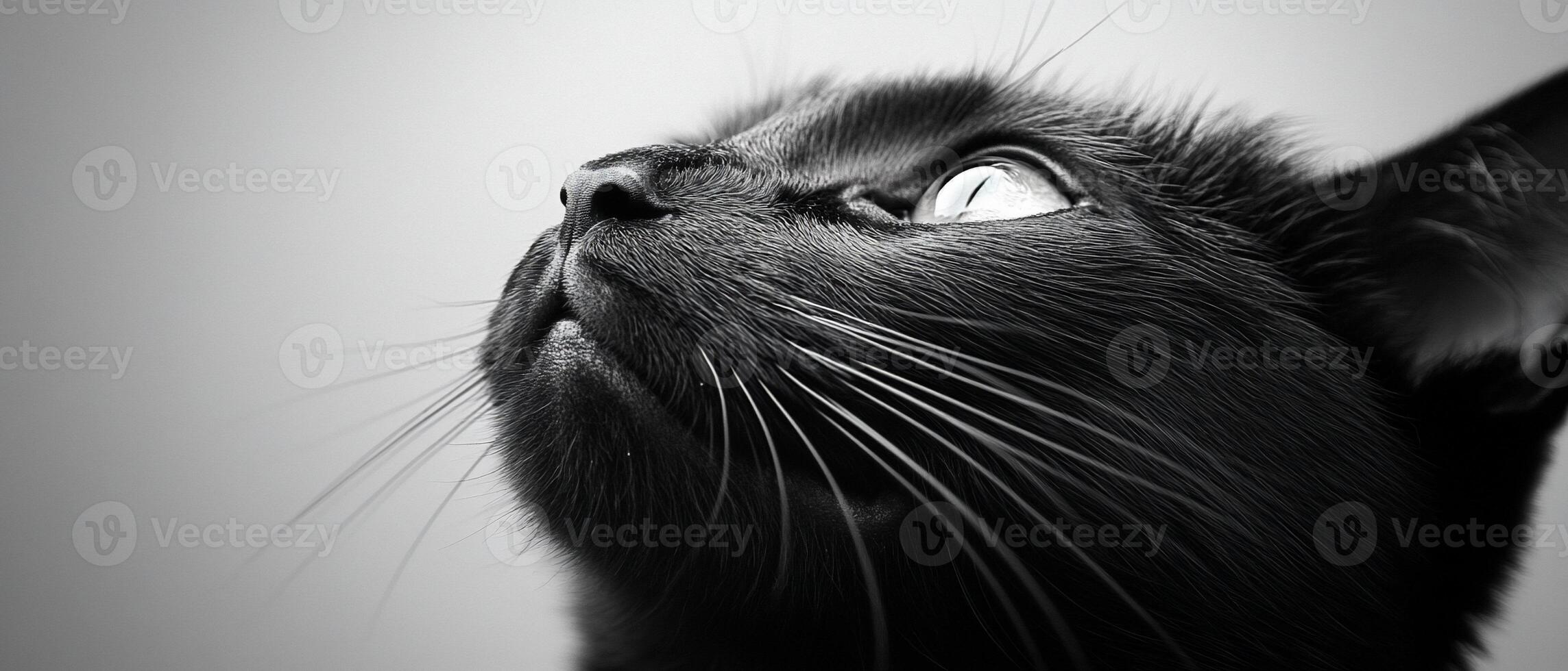 Black cat looking up, close-up, monochrome photo
