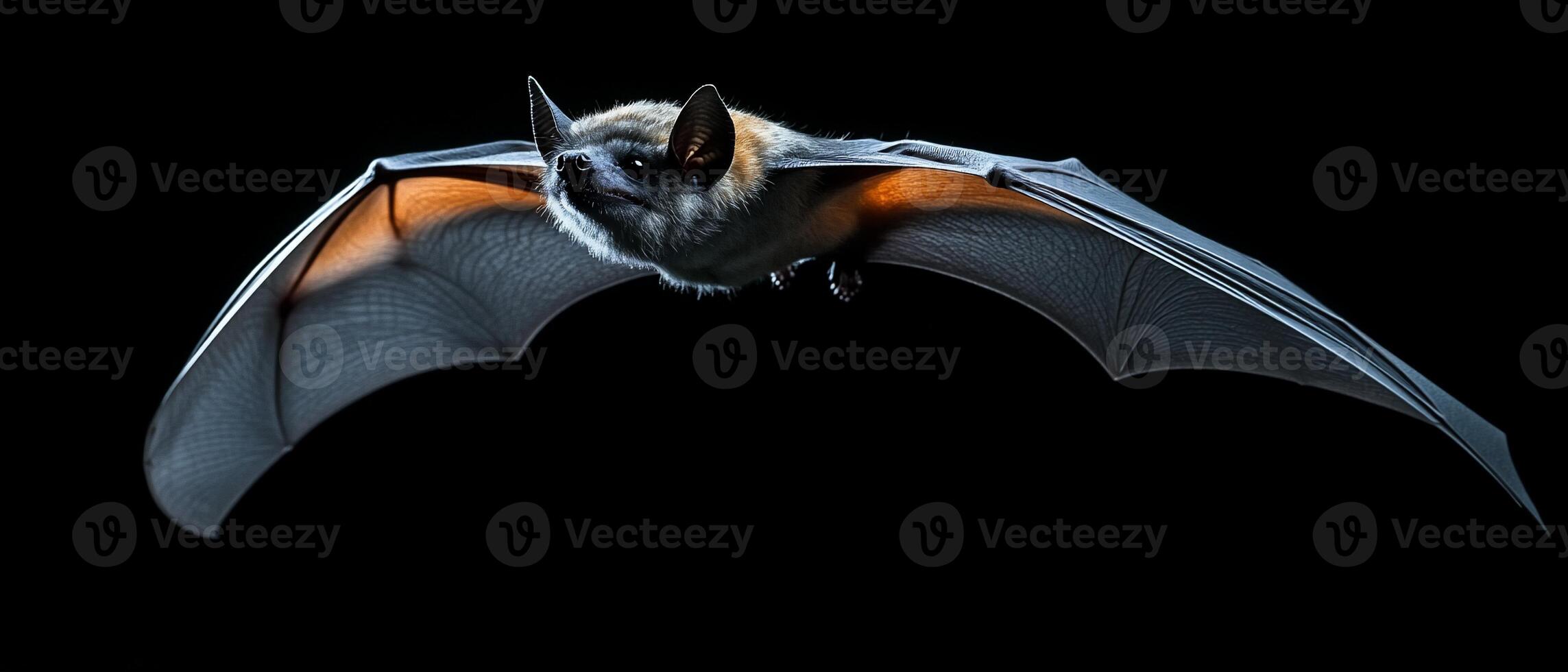 Bat in flight, dark background on black photo