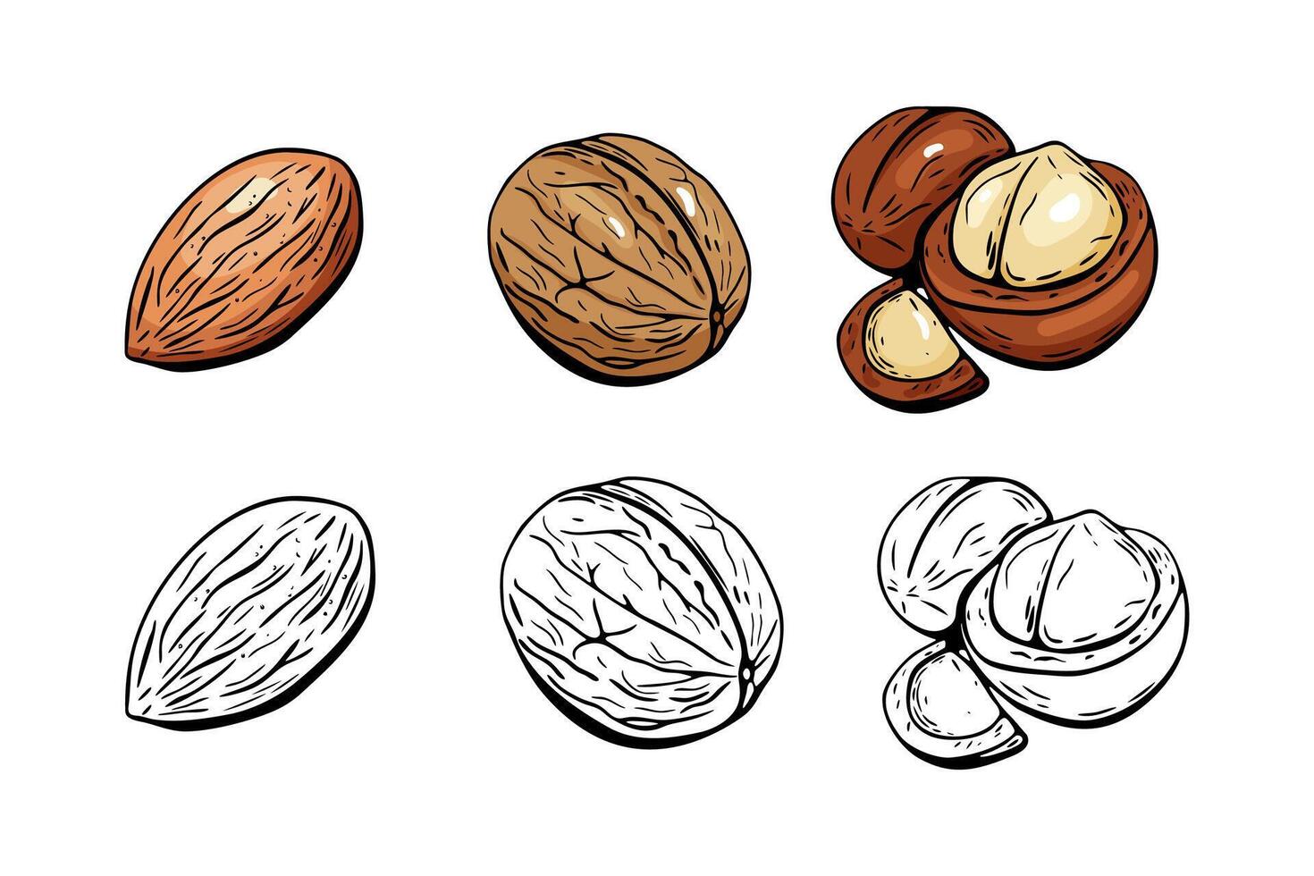 set of nuts in hand drawn engraved style vector