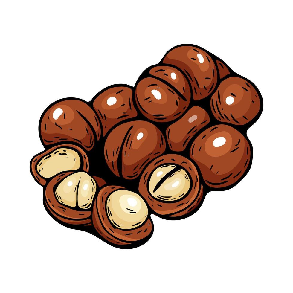 Macadamia nuts illustration in hand drawn realistic style vector