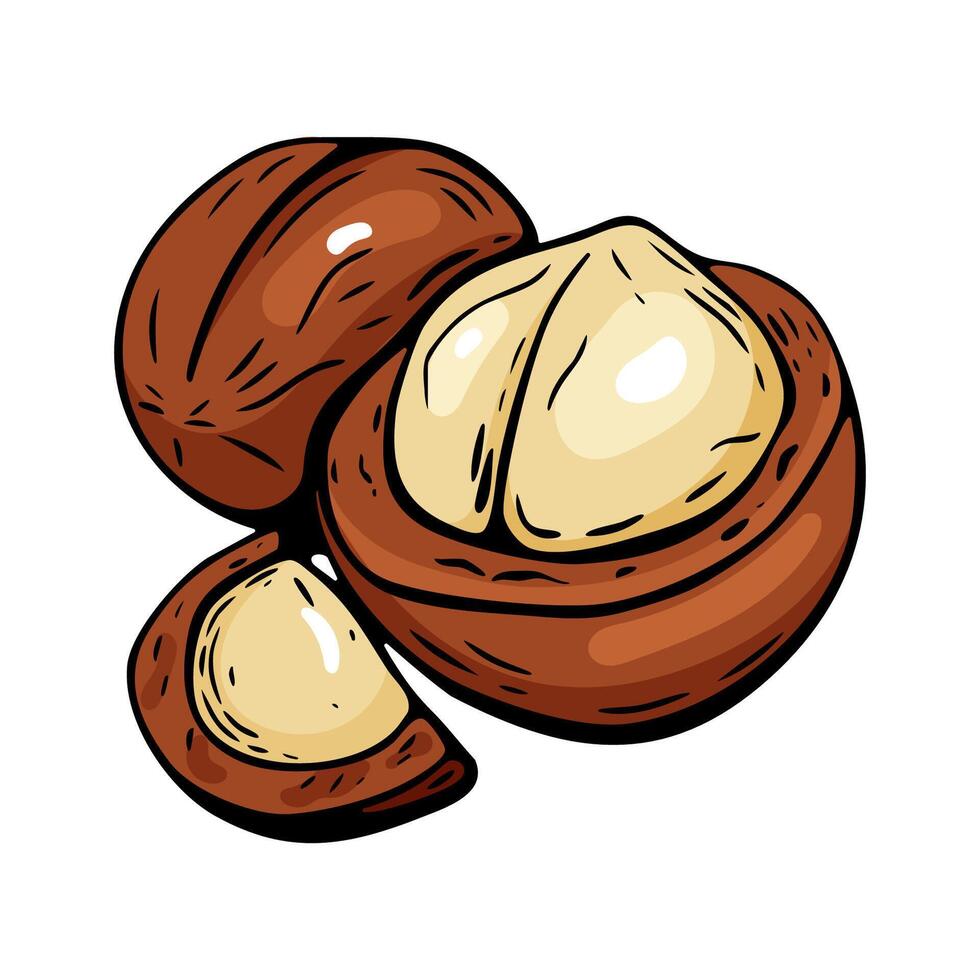 Hand drawn macadamia nuts in engraved vintage style vector
