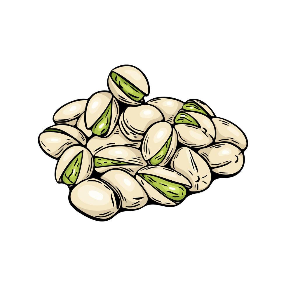 Pistachio nut hand drawn colored illustration on white background vector
