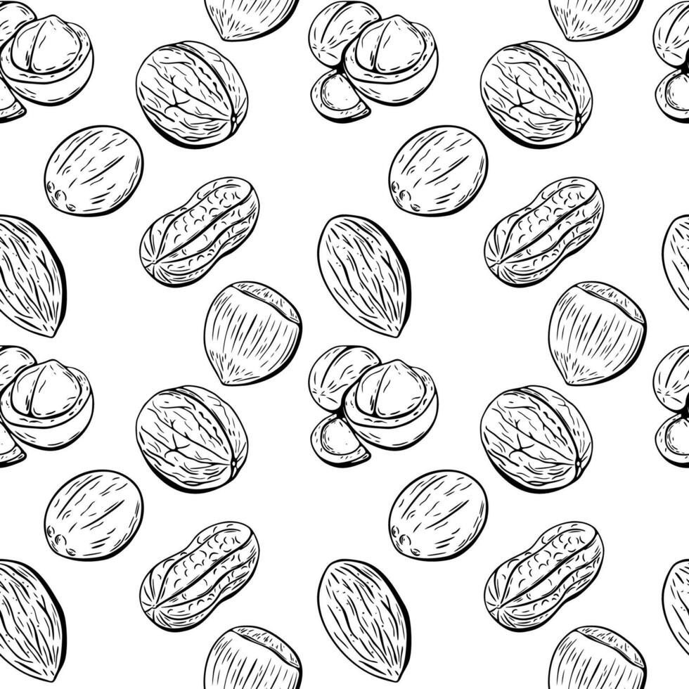 Seamless hand drawn nut pattern in vintage monochrome sketch vector