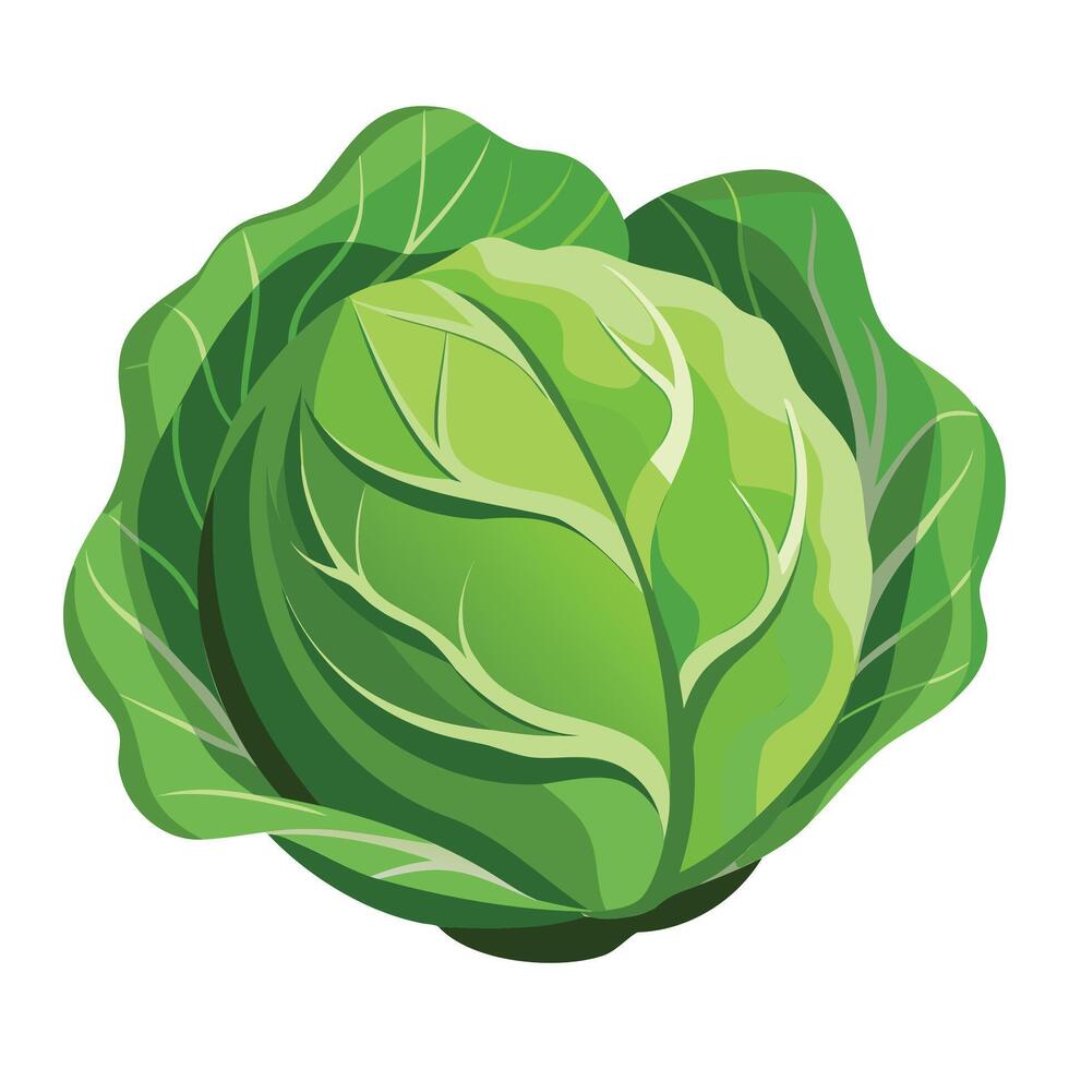 Fresh Cabbage Illustration Design vector