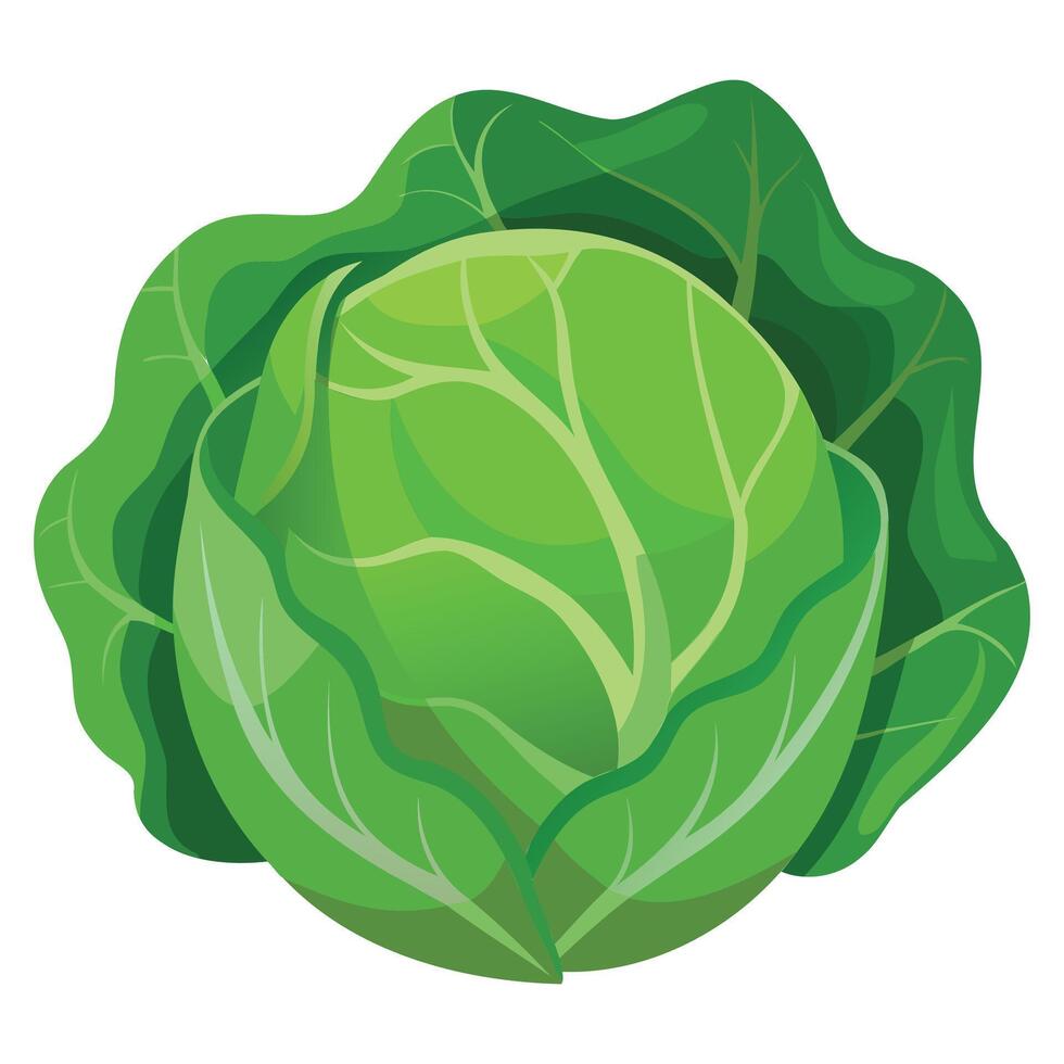 Green Cabbage Icon Design vector