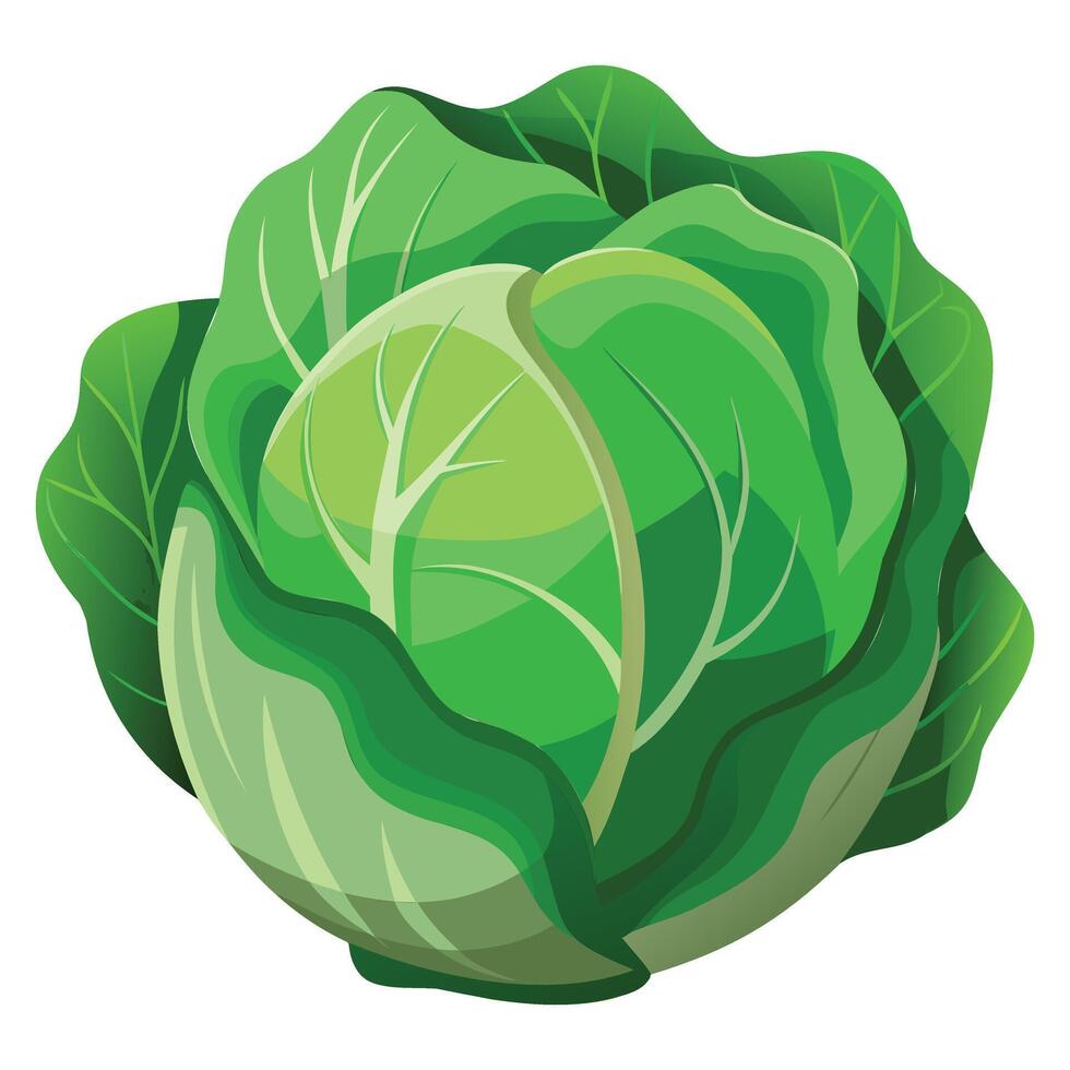 Organic Cabbage Illustration vector