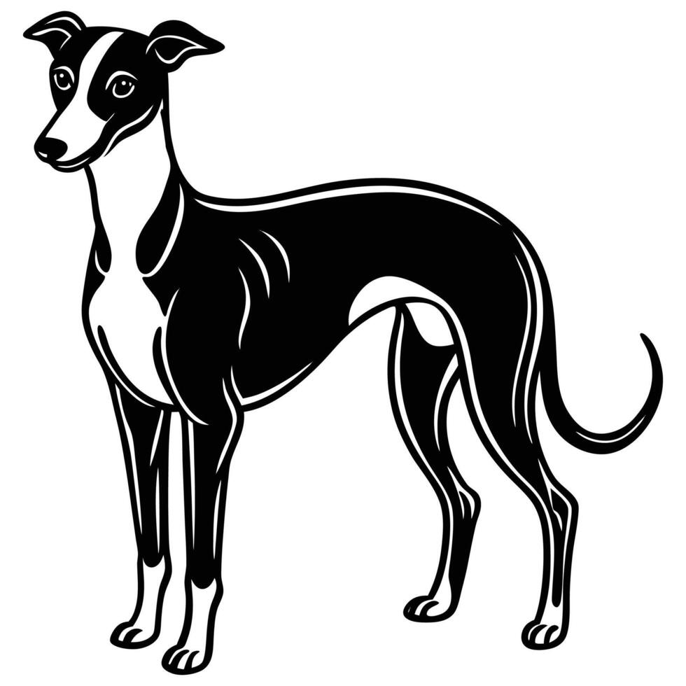 Silhouette of a cute whippet dog vector