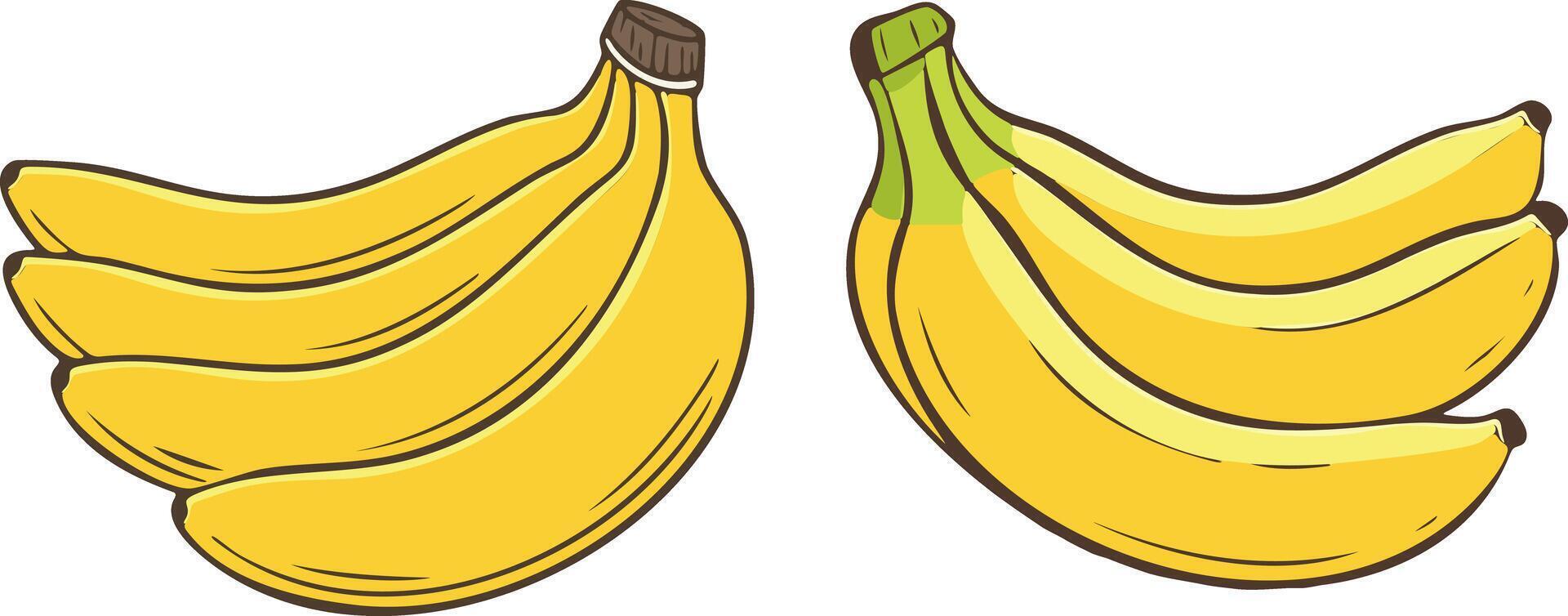 Hand Drawn Bunch of Banana Fruit Illustration vector