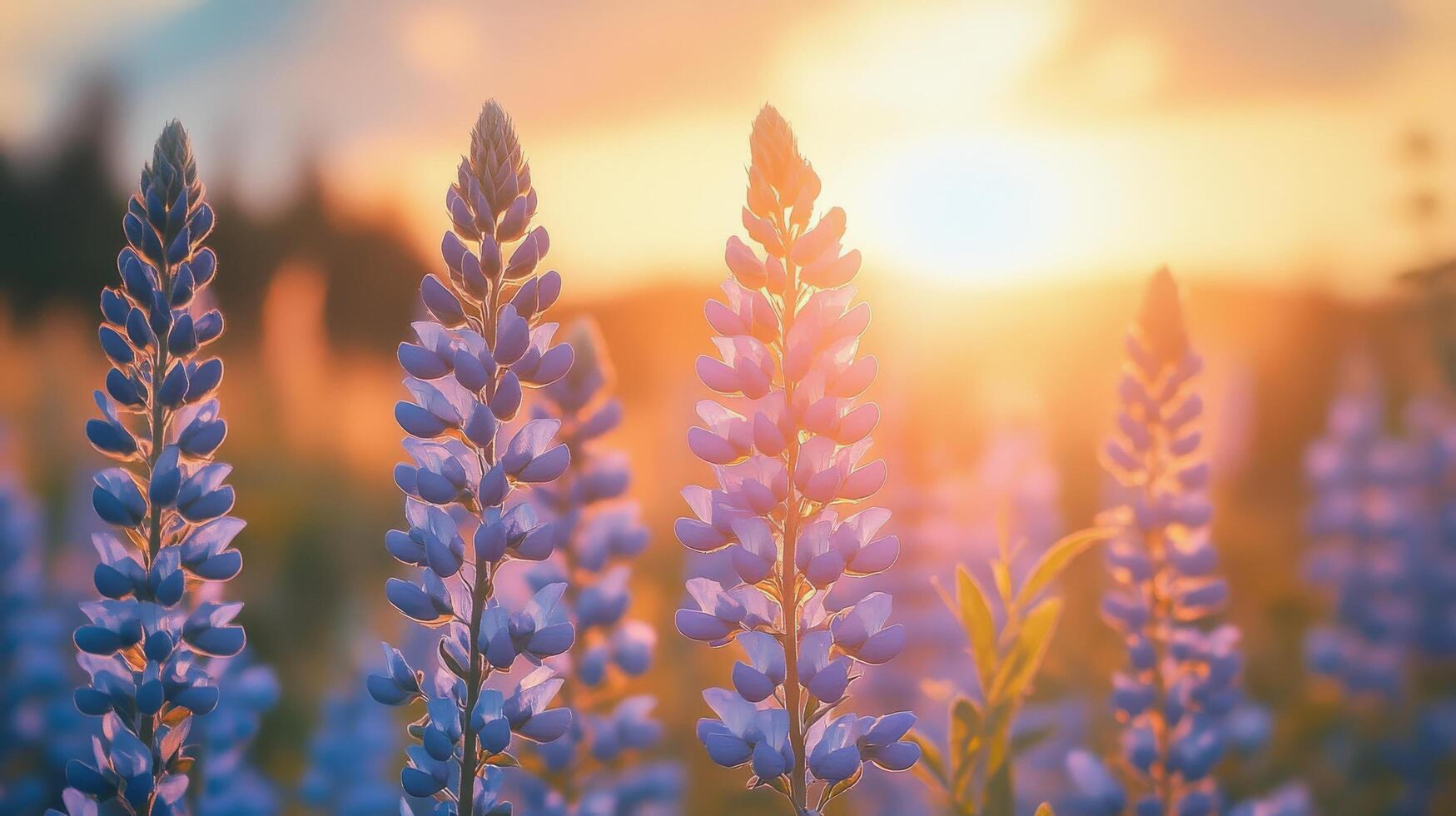 Lupine flowers at sunset photo