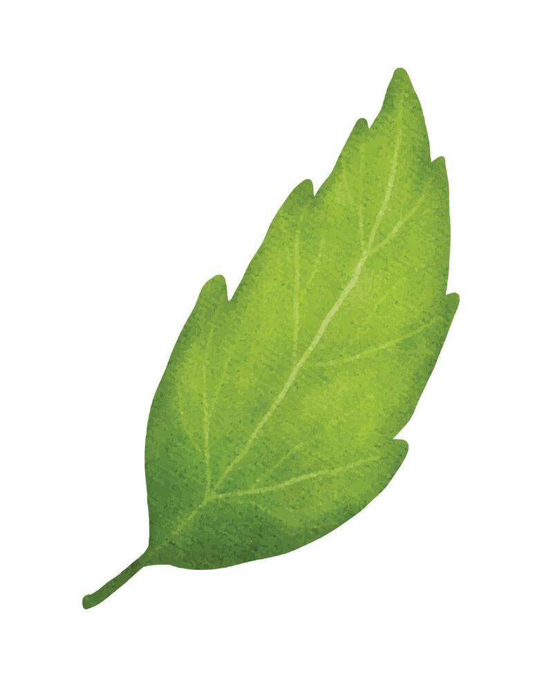 green leaf watercolor element illustration vector