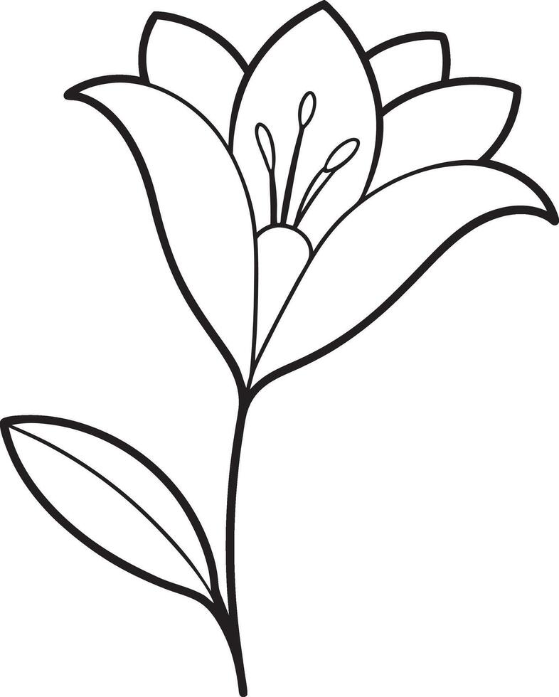 freesia flower line art illustration vector