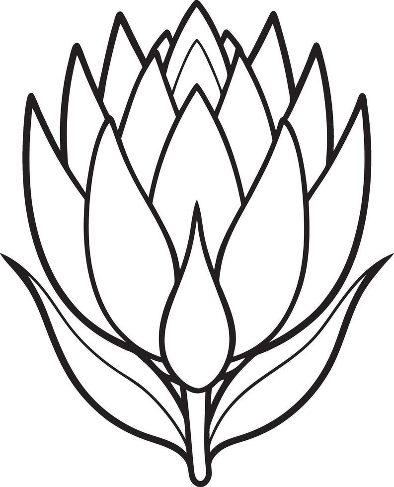 protea flower line art illustration vector