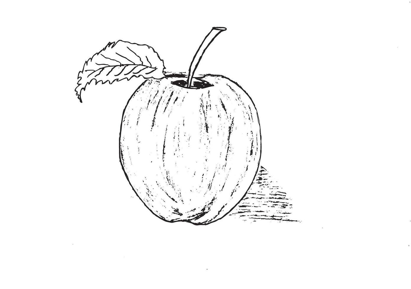 Detailed black and white sketch of an apple with a leaf and shading ideal for design prints education and art projects vector
