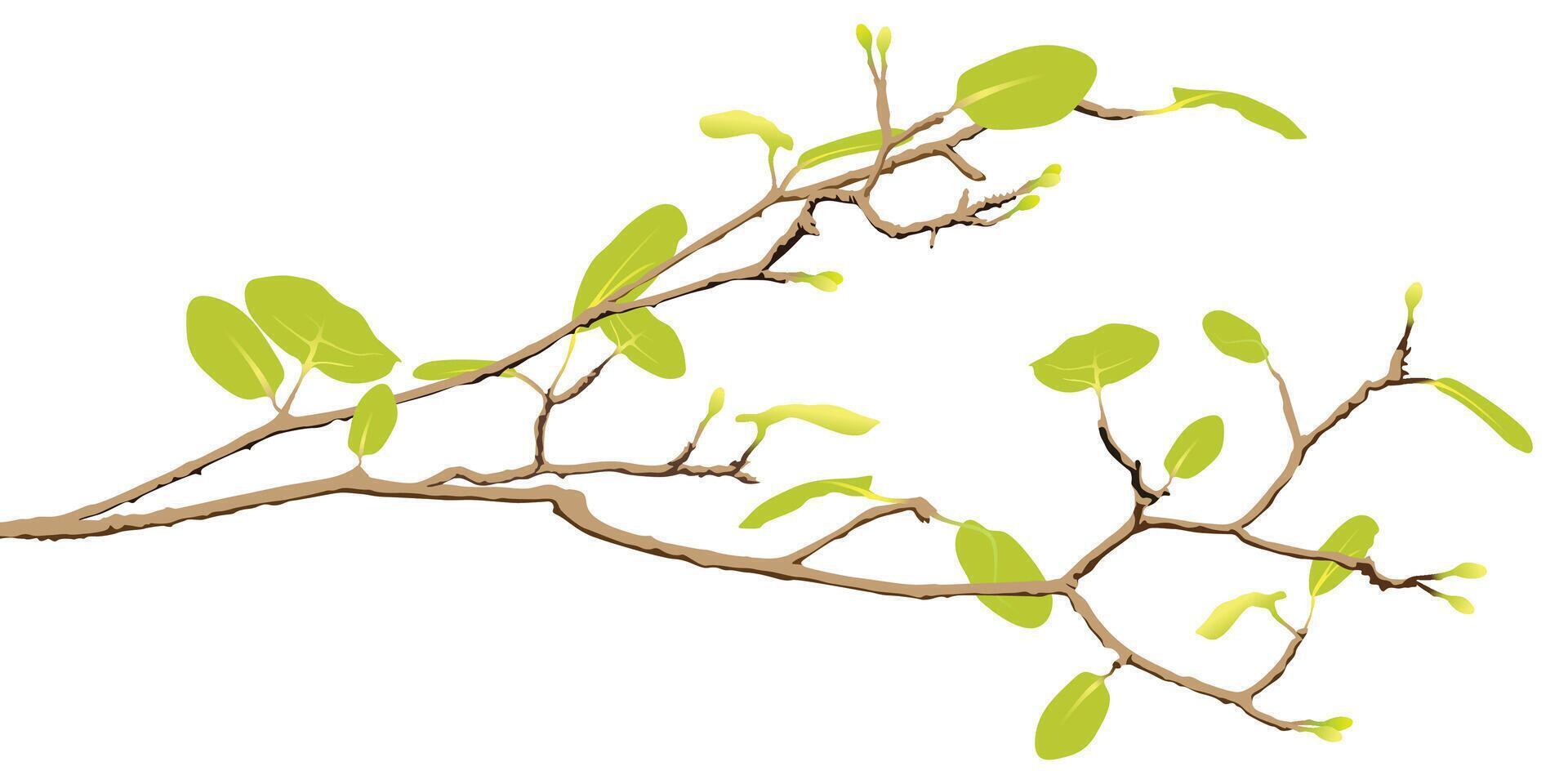 Tree branch with green leaves in spring season isolated on white background graphic illustration. vector