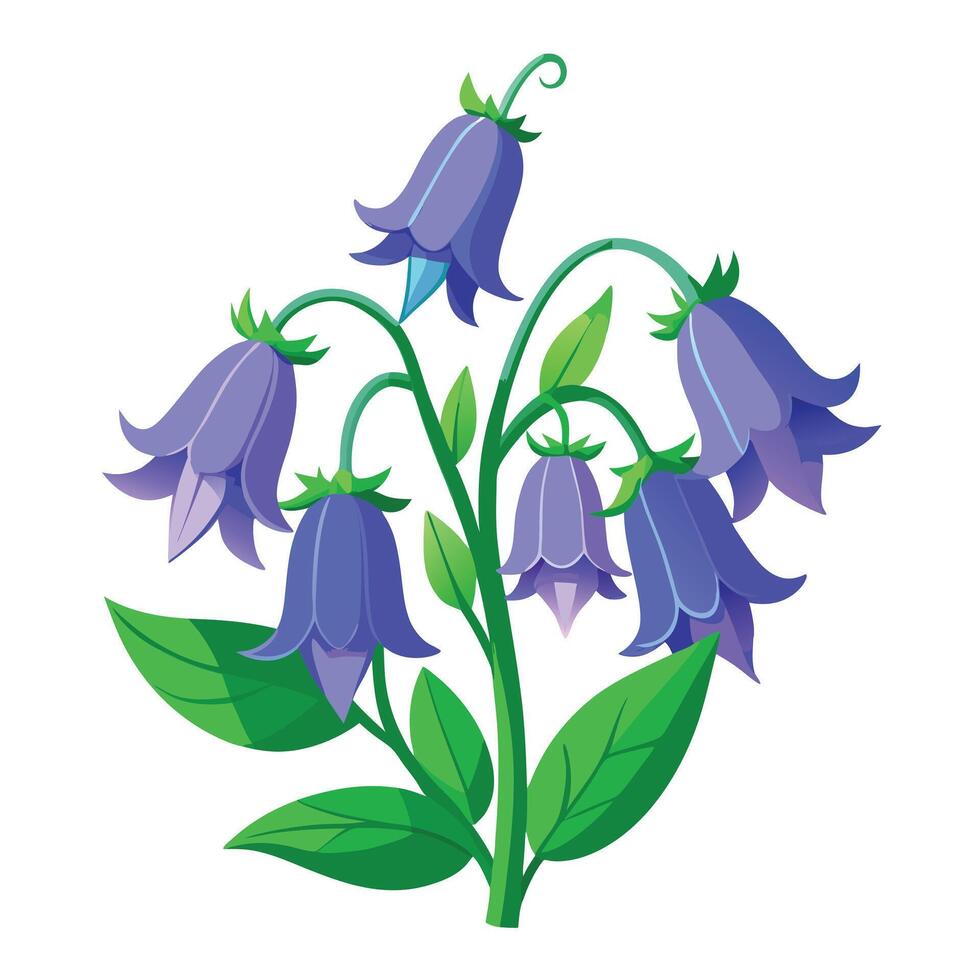 Botanical Illustration of a Bellflower Plant in Various Stages vector