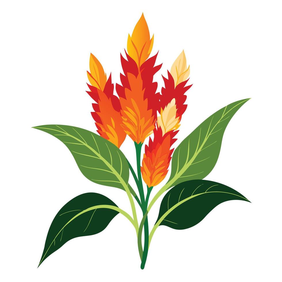 Vibrant Celosia Plant with Brightly Colored Flowers and Leaves vector