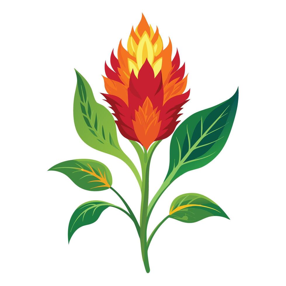 Botanical Illustration of a Celosia Plant in Various Stages vector