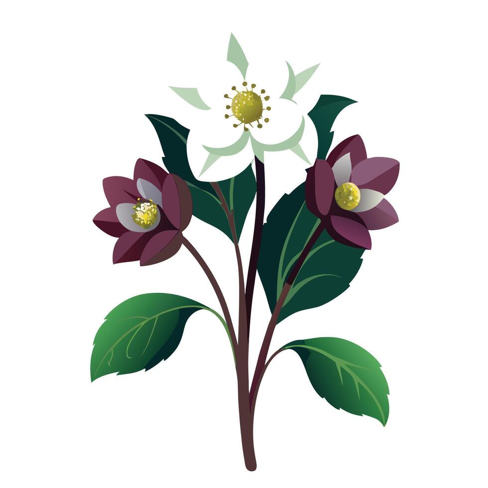 Detailed Illustration of a Hellebore Plant with Delicate Flowers and Leaves vector