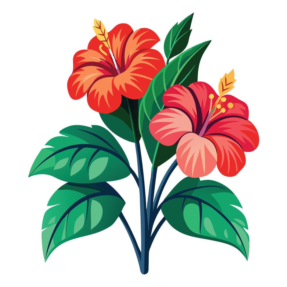 Botanical Illustration of a Hibiscus Plant in Various Stages Isollated on a White Background vector